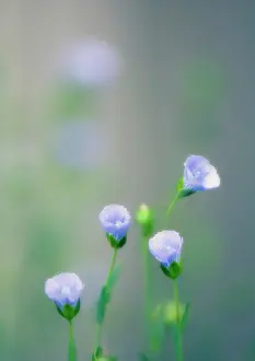 Nervous: Linseed