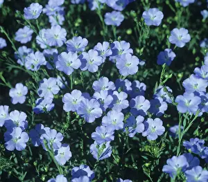 Linseed: linseed crop in full flower