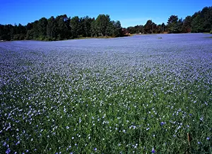 Linseed: Linseed, Flax