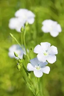 Linseed: Linseed, Flax, Linum usitatissimum, Close view of