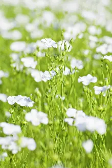 Linseed: Linseed, Flax, Linum usitatissimum, A mass of pale