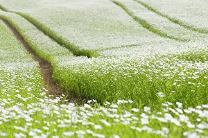 Linseed: Linseed, Flax, Linum usitatissimum, A mass of pale