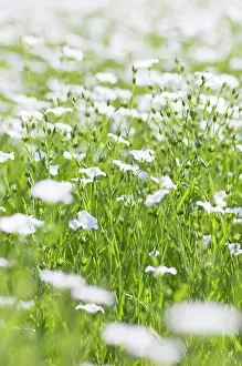 Linseed: Linseed, Flax, Linum usitatissimum, A mass of pale