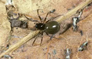 Money: Linyphiid