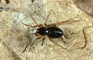 Money: Linyphiid