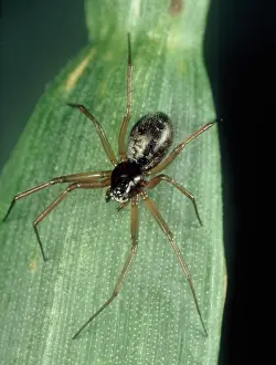 Money: Linyphiid or money spider