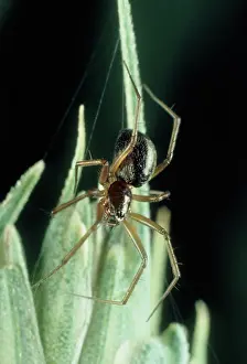 Money: Linyphiid or money spider