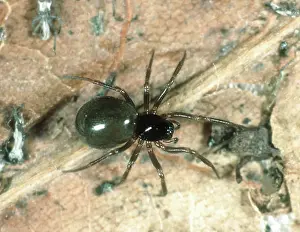 Money: Linyphiid or money spider