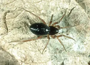 Money: Linyphiid or money spider