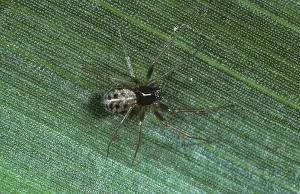 Micrography: Linyphiid spider