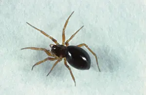 Micrography: Linyphiid spider