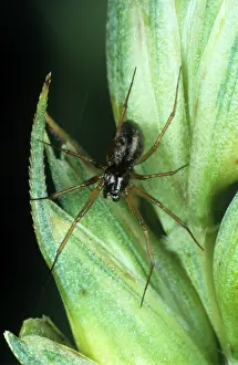 Micrography: Linyphiid spider