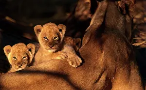 Peer: LION - 6 weeks old lion cubs peer over parents back