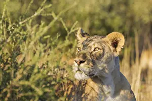Lionesses: Lion - alert female - observing her surroundings