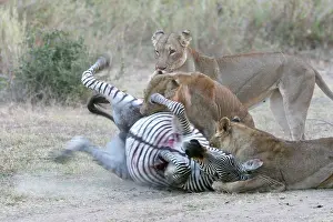 Suffocating: Lion - three attacking Crawshay's Zebra