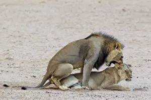 Lions: Lion. Black-maned Kalahari male and female. Mating
