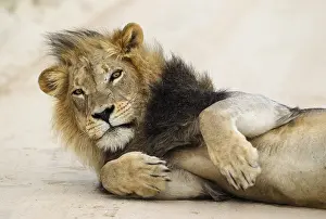 Disturbed: Lion - black-maned Kalahari male - having been disturbed