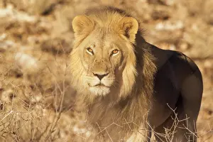 Splendid: Lion. Black-maned Kalahari male. Kalahari Desert