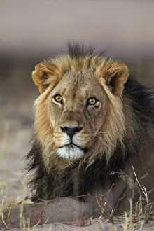 Splendid: Lion. Black-maned Kalahari male. Resting at dawn