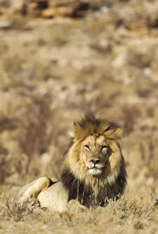 Maned: Lion - black-maned Kalahari male - resting - Kalahari