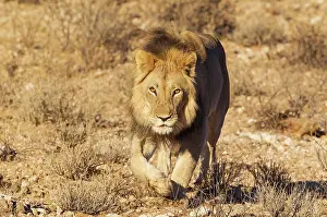 Splendid: Lion. Black-maned Kalahari male. Walking. Kalahari