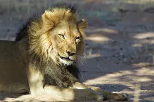 Grimace: Lion. Black-maned Kalahari male. About to yawn
