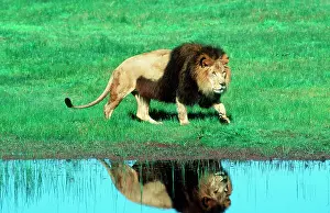 Maned: Lion - Black maned male approaching water