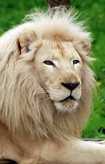 Variant: Lion - blonde variant
