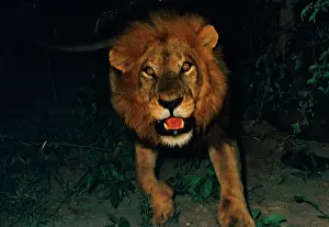 Charging: Lion charging - Lions become active at night, when