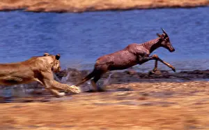 Topis: Lion chasing Tsessebe (Damaliscus lunatus)