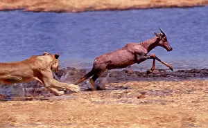 Topis: Lion chasing Tsessebe (Damaliscus lunatus lunatus)