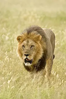 Pursuing: Lion - close up of lion pursuing rival through territory