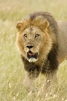 Pursuing: Lion - close up of lion pursuing rival through territory