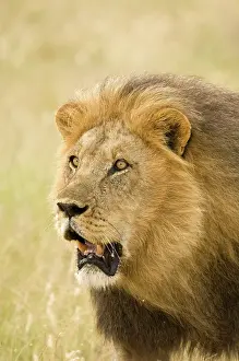 Pursuing: Lion - close up of lion pursuing rival through territory