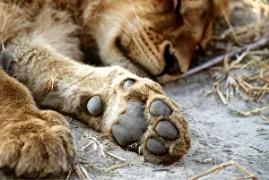 Toes: LION - close-up of paw pads