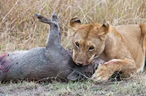 Warthogs: Lion - close up with warthog prey