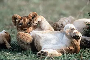 Contentment: LION CUB - 2 month old cub lying on back