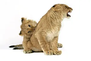 Approx: Lion cub (approx 16 weeks old) biting another cub