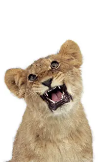 Approx: Lion cub (approx 16 weeks old) growling