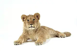 Approx: Lion cub (approx 16 weeks old) lying