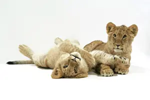 Approx: Lion cub (approx 16 weeks old) lying together