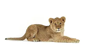 Approx: Lion cub (approx 16 weeks old) lying