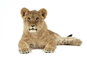 Approx: Lion cub (approx 16 weeks old) lying down