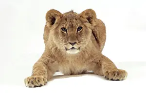 Approx: Lion cub (approx 16 weeks old) lying down