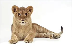 Approx: Lion cub (approx 16 weeks old) lying down