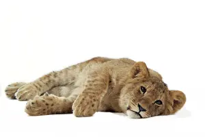 Approx: Lion cub (approx 16 weeks old) lying on side