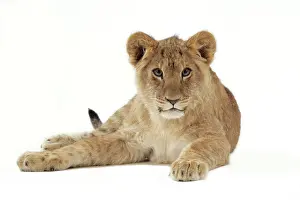 Approx: Lion cub (approx 16 weeks old) lying