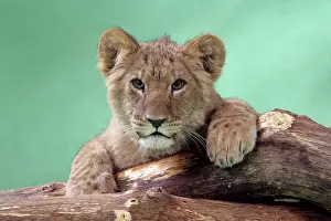 Approx: Lion cub (approx 16 weeks old) lying on log