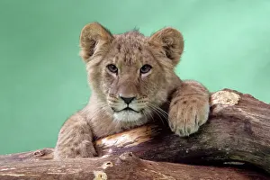 Approx: Lion cub (approx 16 weeks old) lying on log