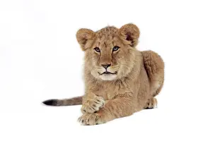 Approx: Lion cub (approx 16 weeks old) lying with paws crossed